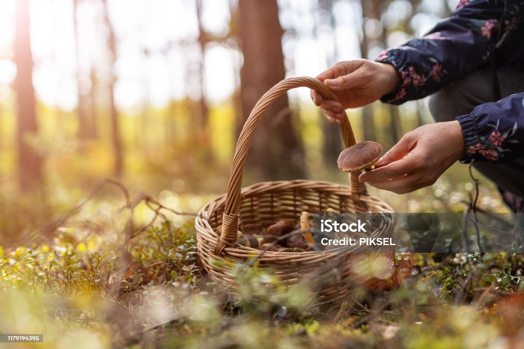 Picking mushrooms in the woods Edible Mushroom Stock Photo