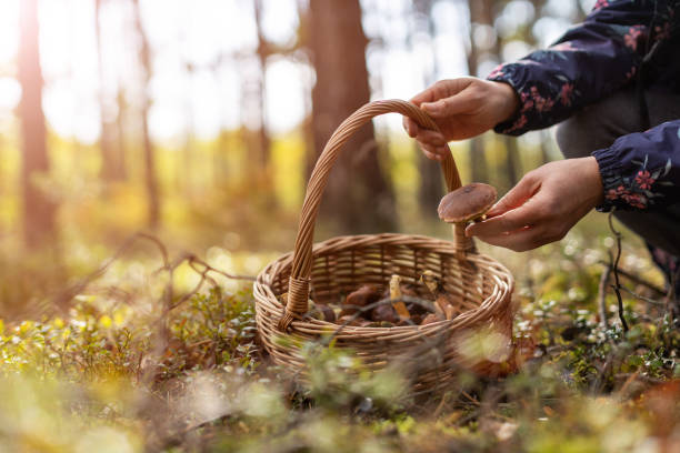 Picking mushrooms in the woods stock photo
