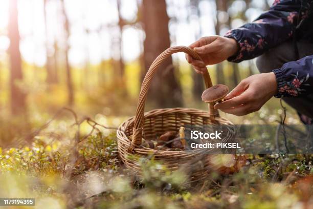 Picking Mushrooms In The Woods Stock Photo - Download Image Now - Edible Mushroom, Mushroom, Foraging