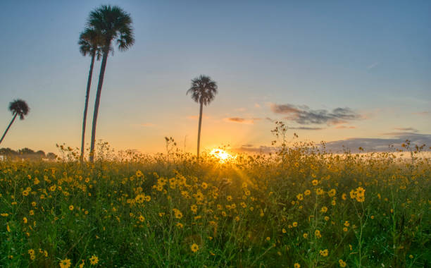 Field of Wild Sunflower Wildflowers at Sunrise in Central Florida Woodlands of Lake Jesup by Orlando stock photo