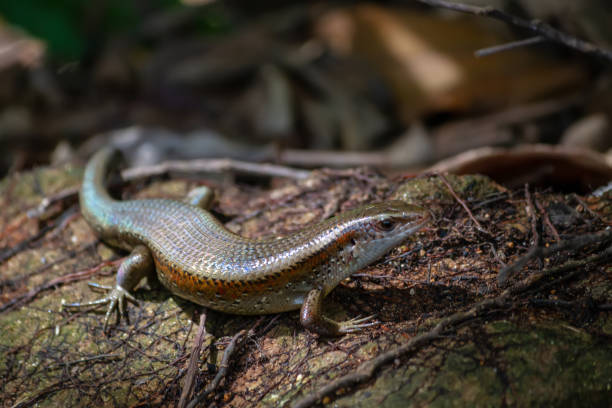 istock Skink on the forest floor 1179195133