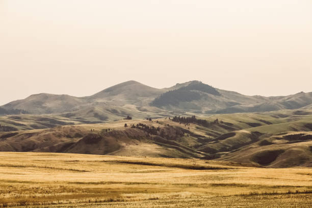 Montana Landscape Nature Background - Bears Paw Mountains A scenic landscape photograph of Bears Paw mountains in Montana. A harvested field in foreground. No people in photograph. Horizontal composition and copy space. foothills photos stock pictures, royalty-free photos & images