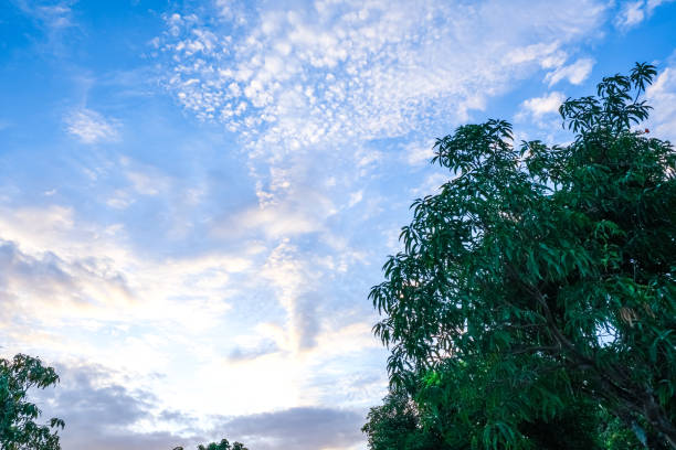mango tree green leaves with branch. white clouds on blue sky