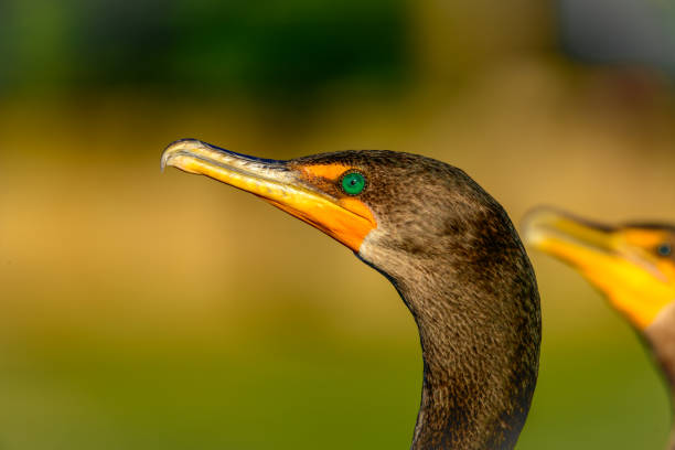 cormorano a doppia cresta - phalacrocorax auritus - dettaglio vivido, profilo ravvicinato di testa, becco e occhi - crested cormorant foto e immagini stock