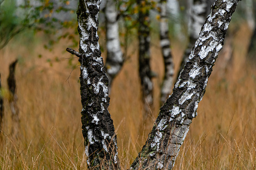 Germany, Forest, Autumn, Birch, Trunk