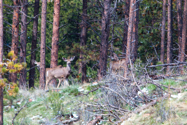 istock Herd of Colorado Springtime Mule Deer 1179196555