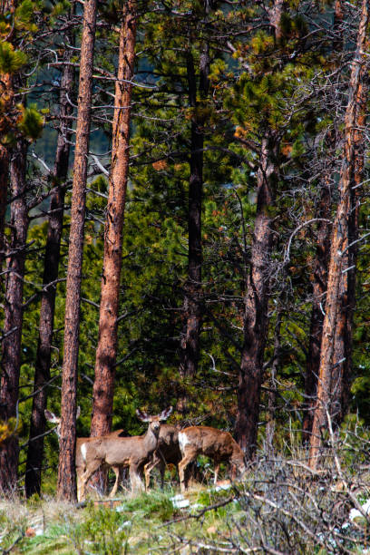 istock Herd of Colorado Springtime Mule Deer 1179198655