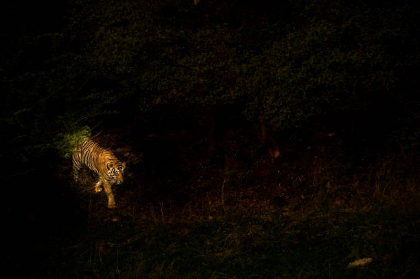 immagine artistica tigre maschile bengalese. un'immagine astratta di tigre corpo intero in luce sera illuminata scintillante in sfondo nero isolato, ranthambore natonal park, rajasthan, india - panthera tigris - tiger india ranthambore national park undomesticated cat foto e immagini stock