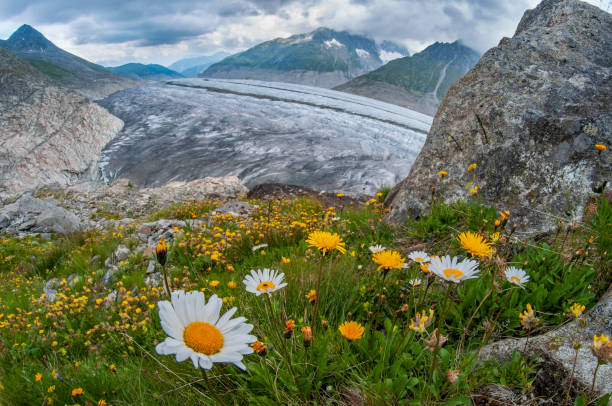 스위스의 알프스 꽃과 아름다운 알레취 빙하의 파노라마. 지구 온난화로 인해 얼음이 녹는다 - aletsch glacier 뉴스 사진 이미지