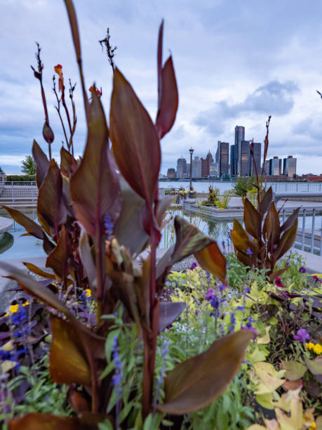 istock Detroit, Michigan - Autumn Plants 1179201229