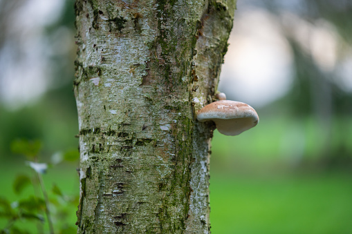 A  single mushroom grows on a birch on the bark