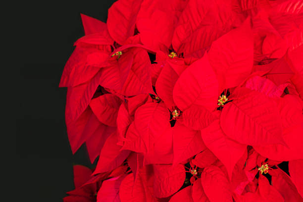 istock Christmas Star Flower  Red Poinsettia. Copyspace. Top view 1179202678