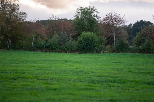 some deer are  standing in a field near the limit