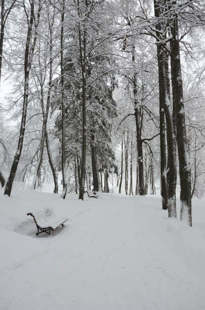 istock Tranquil winter landscape with snow covered trees in park during heavy snowfall. 1179204494