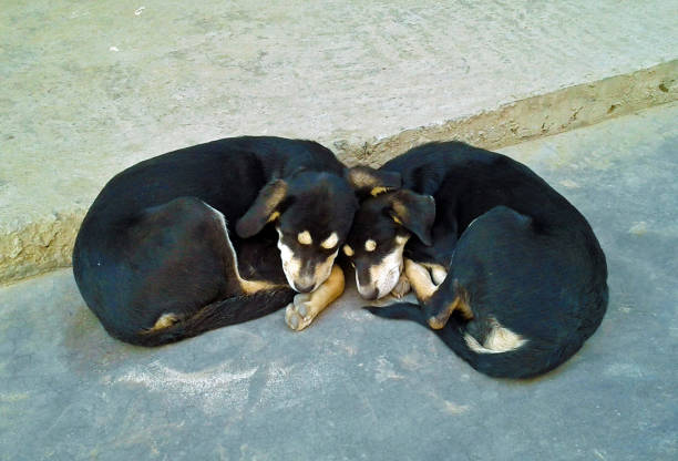 Stock photo showing close-up view of under nourished feral street dog in India trying to keep out of the heat of the day.