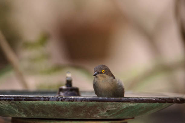 istock Female Black-faced Dacnis bird Dacnis lineata 1179204701