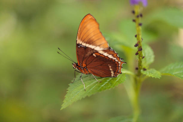 istock Brown siproeta also called brown page butterfly and Siproeta epaphus 1179204880