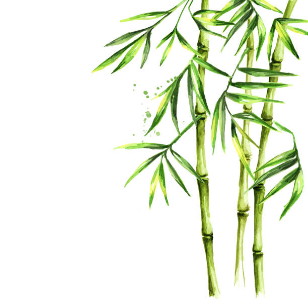 ilustrações, clipart, desenhos animados e ícones de hastes e folhas de bambu verdes, floresta húmida asiática. ilustração desenhada mão da aguarela, isolada no fundo branco - tree watercolor painting leaf zen like