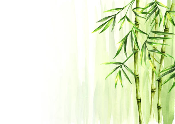 illustrazioni stock, clip art, cartoni animati e icone di tendenza di sfondo di bambù verde, foresta pluviale asiatica. illustrazione isolata disegnata a mano ad acquerello - tree watercolor painting leaf zen like