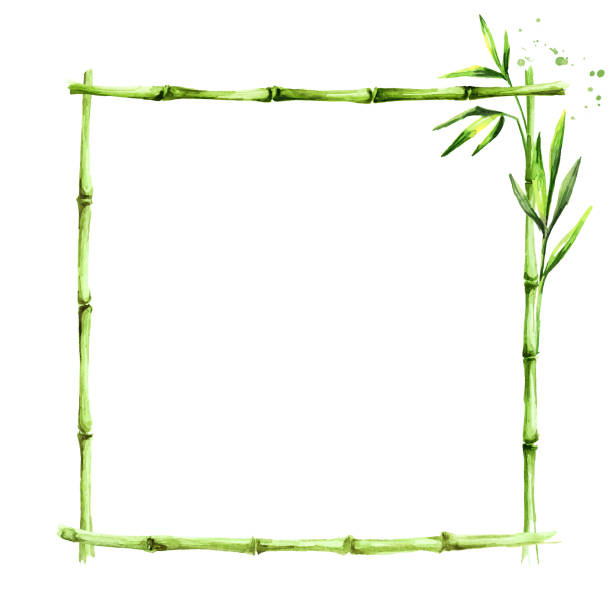 ilustrações, clipart, desenhos animados e ícones de frame de bambu. bandeira de madeira da vara. ilustração desenhada mão da aguarela, isolada no fundo branco - tree watercolor painting leaf zen like