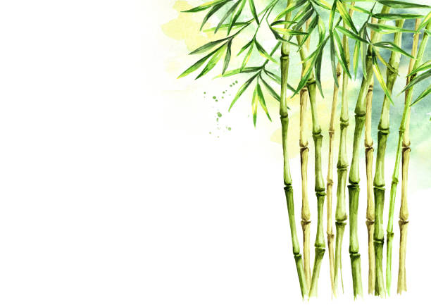 ilustrações, clipart, desenhos animados e ícones de fundo, hastes e folhas de bambu verdes, floresta húmida asiática. ilustração isolada desenhada mão da aguarela - tree watercolor painting leaf zen like