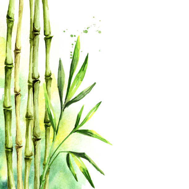 ilustrações, clipart, desenhos animados e ícones de hastes de bambu verdes. ilustração e fundo desenhados mão da aguarela - tree watercolor painting leaf zen like