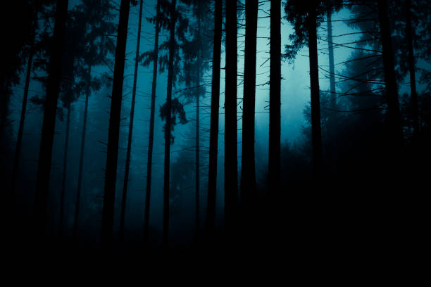 istock Moonlight through the fog among spruce trees in magic mystery night forest. Halloween backdrop. 1179205833
