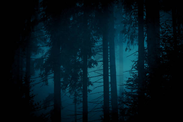 istock Blue moonlight through the spruce trees in dark magic mystery night forest. Halloween backdrop. 1179205834