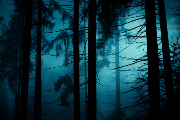 istock Blue moonlight through the spruce trees in the dark magic mystery night forest. Halloween backdrop. 1179205837