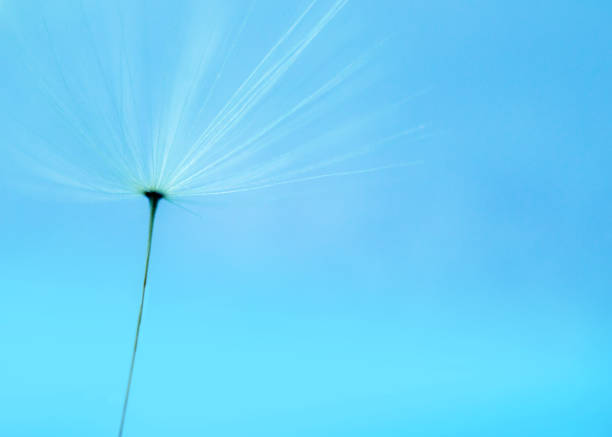 Abstract nature background image, Dandelion seed extreme close-up, macrophotography, with copy space, no people