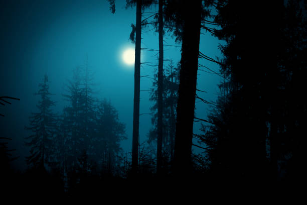 istock Full moon through the spruce trees in magic mystery night forest. Halloween backdrop. 1179205918