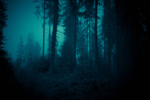 istock Moonlight through the fog among spruce trees in magic mystery night forest. Halloween backdrop. 1179205920