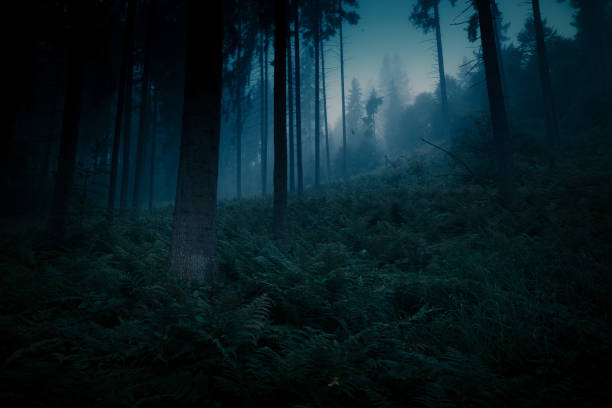 dark magic mystery night forest. blue moonlight halloween backdrop. - fairy forest fairy tale mist imagens e fotografias de stock