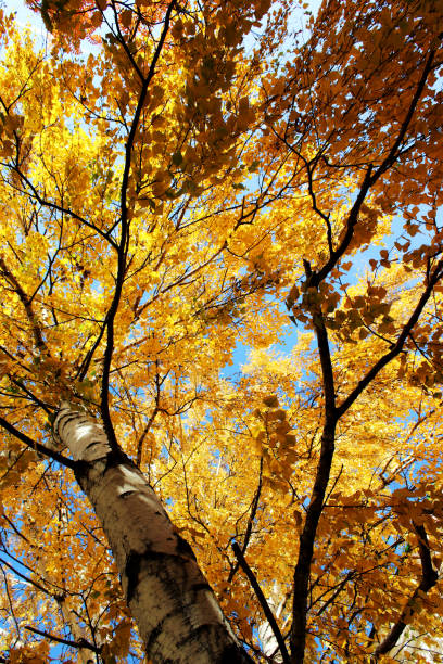 istock Sunlight through the trees, autumn forest. Beautiful, big birch. blue sky seen through foliage 1179206982