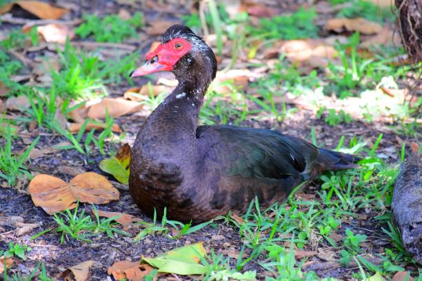 istock Duck in city park 1179207013