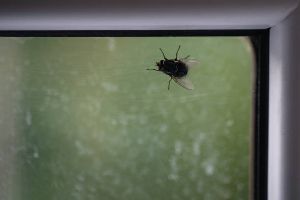 Big cute fat fluffy fly on dirty window glass