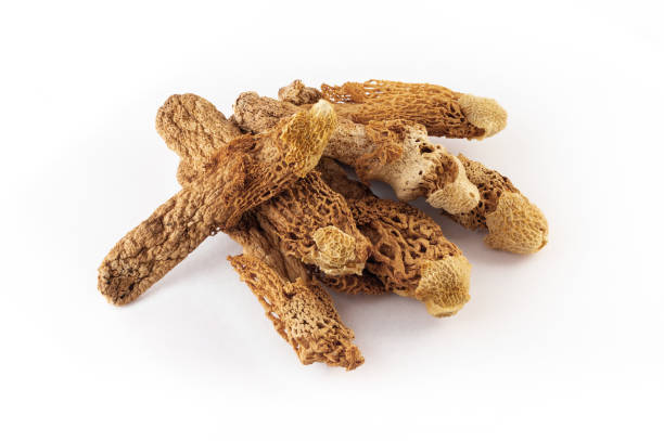 istock a group of bamboo fungus on white background 1179207407