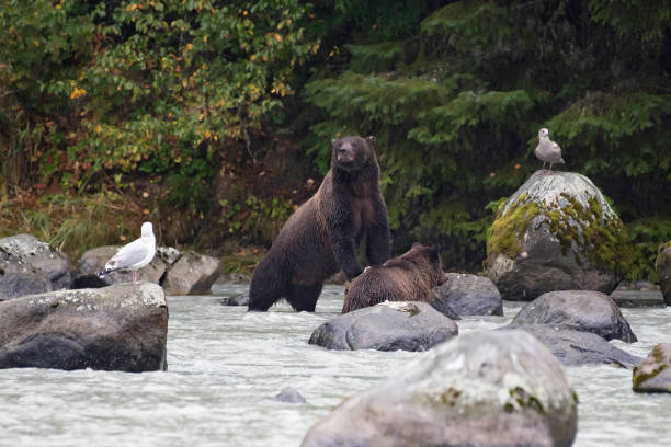 Mother bear is growling or calling her other cub