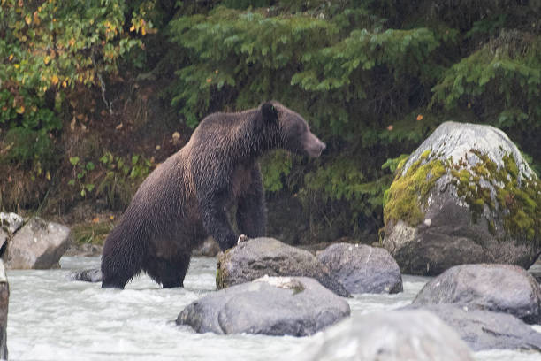 istock Mother Brown bear standing to check on cubs 1179208780