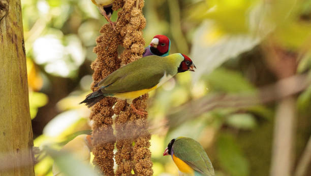 Colorful Lady gouldian finch Erythrura gouldiae birds Colorful Lady gouldian finch Erythrura gouldiae birds eat seed that hangs off a tree branch. gouldian finch stock pictures, royalty-free photos & images
