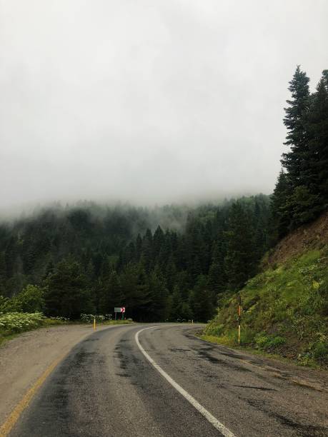 istock Green and Foggy 1179208928