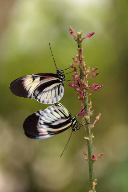 istock Mating dance of several Piano key butterfly Heliconius melpomene 1179208940
