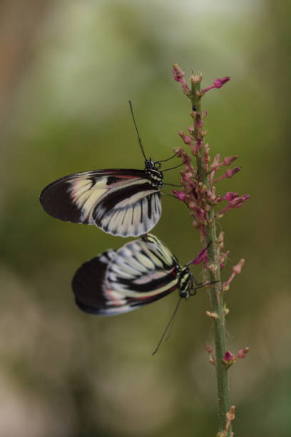 istock Mating dance of several Piano key butterfly Heliconius melpomene 1179208959