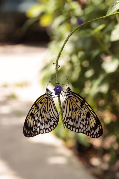 istock Mating dance of the Tree nymph butterfly Idea malabarica 1179209018