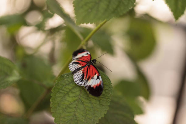 istock Piano key butterfly Heliconius melpomene 1179209751