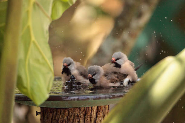 Shaft tail finch birds Poephila acuticauda Shaft tail finch birds Poephila acuticauda  in a bird bath bathing their wings and splashing about in the water. poephila acuticauda bird finch stock pictures, royalty-free photos & images