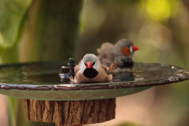 Shaft tail finch birds Poephila acuticauda Shaft tail finch birds Poephila acuticauda  in a bird bath bathing their wings and splashing about in the water. poephila acuticauda bird finch stock pictures, royalty-free photos & images