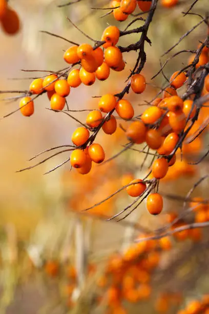 Photo of Branch with sea buckthorn berries and yellowing leaves on a background of yellow trees