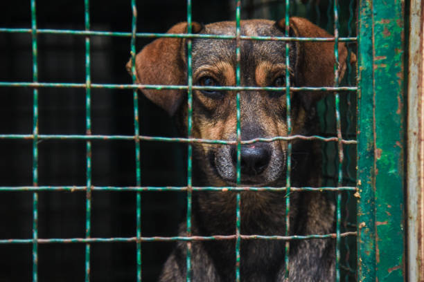 istock Dog in a cage, with sad eyes 1179212560