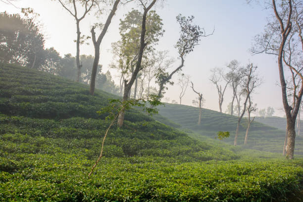 Tea estates of Bangladesh, over the sloping land in Sreemangal, Bangladesh The photo was taken morning time while winter fog was covered over the garden,  Sreemangal, Bangladesh sylhet stock pictures, royalty-free photos & images